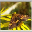 Pyrausta purpuralis - Purpuroter Zuensler 02.jpg